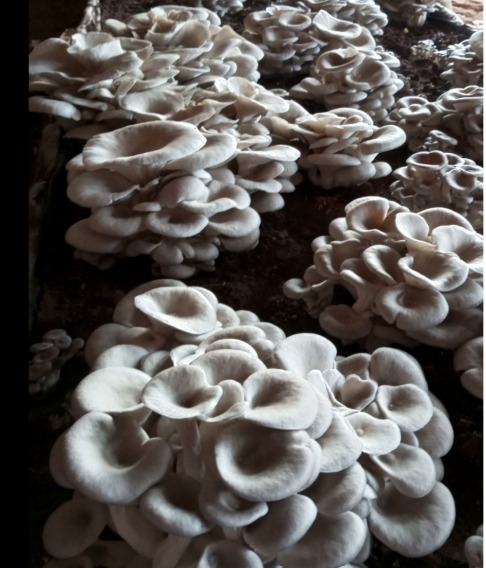 Mushroom Growing